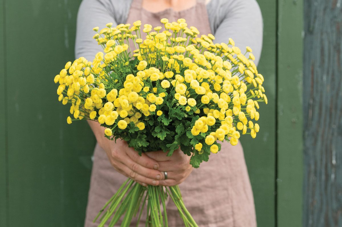 Sunny Ball - Organic Matricaria Seed