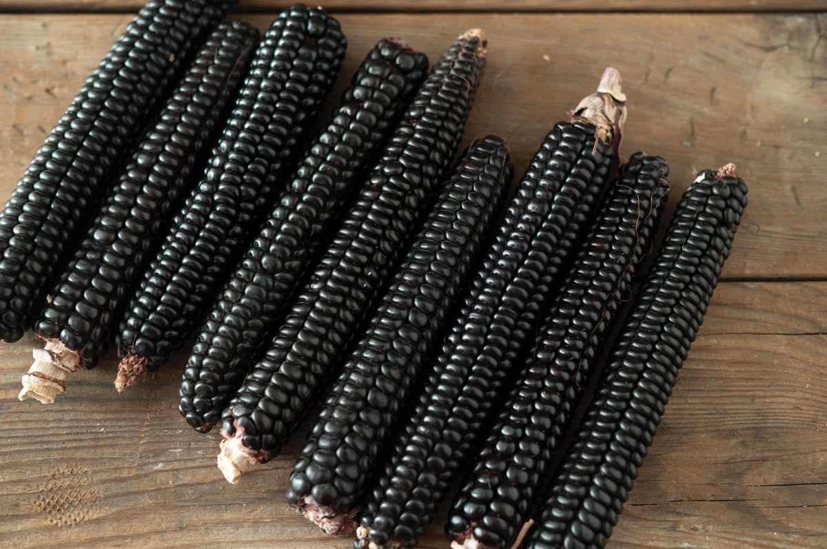 Montana Morado Maize - Organic Corn Seed