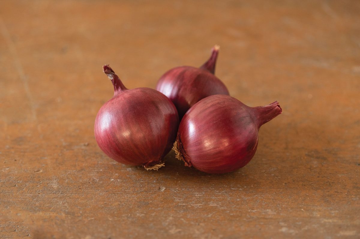 Barolo - (F1) Onion Seed