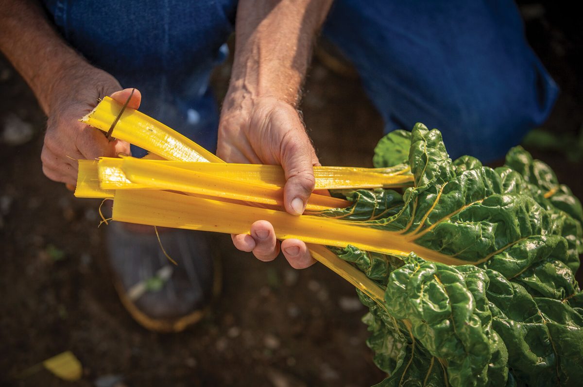 Heart of Gold - Organic Swiss Chard Seed