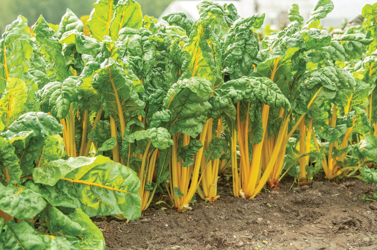 Heart of Gold - Organic Swiss Chard Seed - Image 2