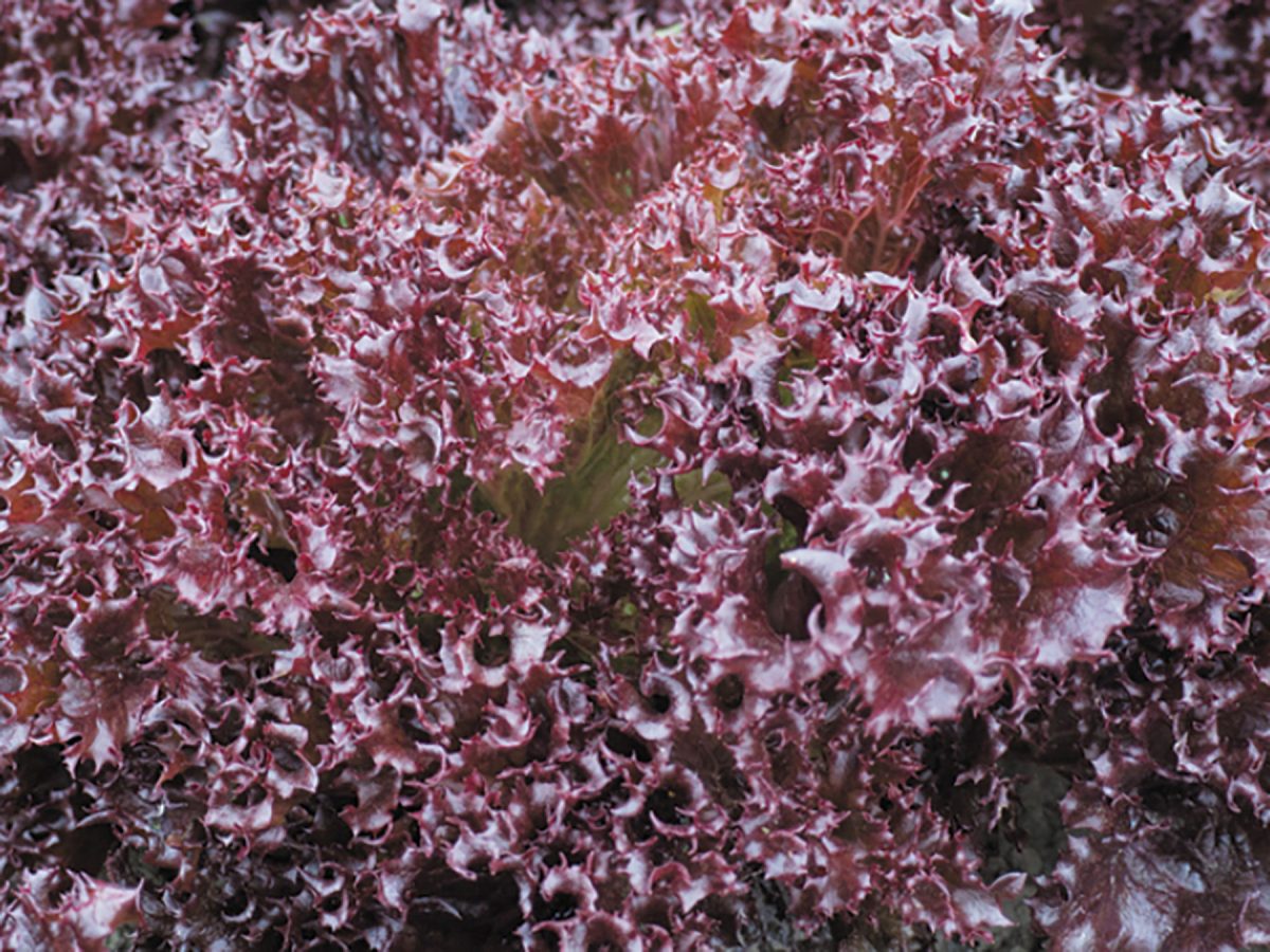 Azirka - Pelleted Lettuce Seed