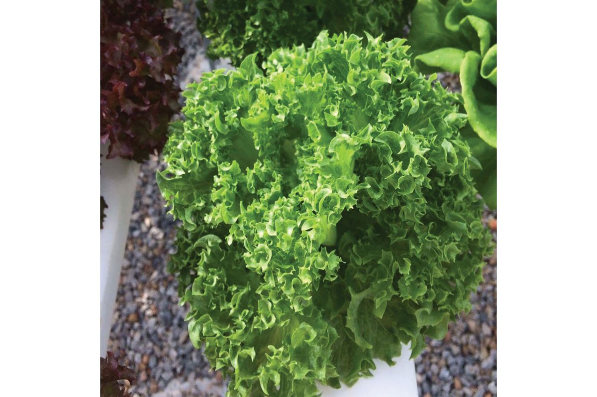 Cristabel - Pelleted Lettuce Seed