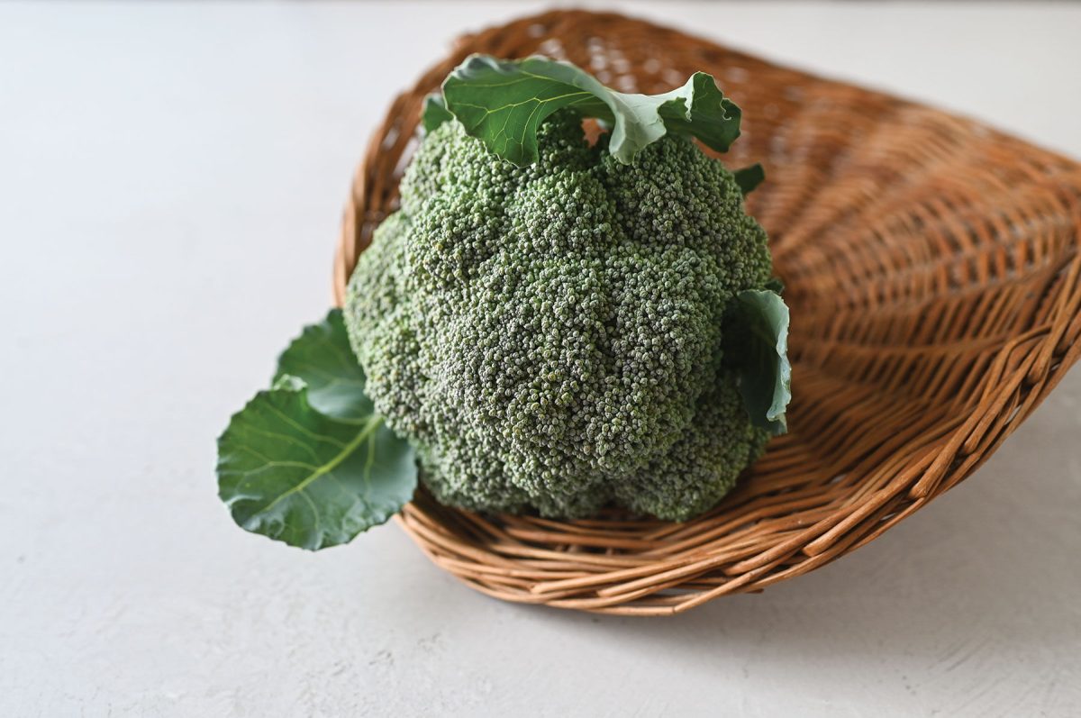 Kariba - (F1) Broccoli Seed