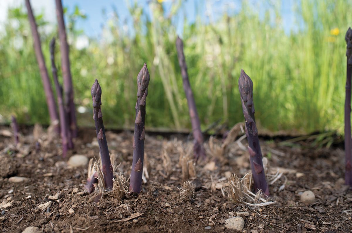 Erasmus - Purple Asparagus Seeds - Image 2