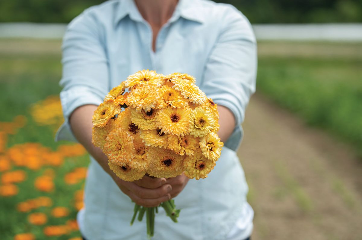 Pacific Apricot Beauty - Calendula Seed