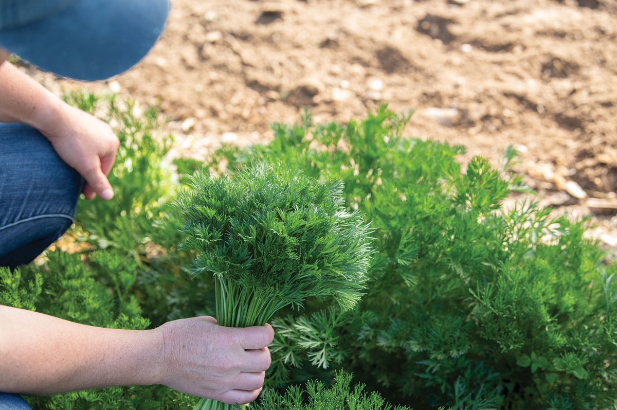 Menuette - Fern Leaf Parsley Seeds