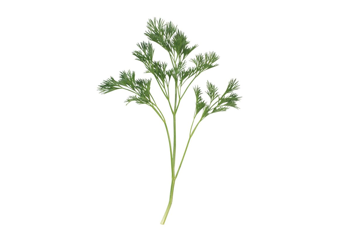 Menuette - Fern Leaf Parsley Seeds - Image 3