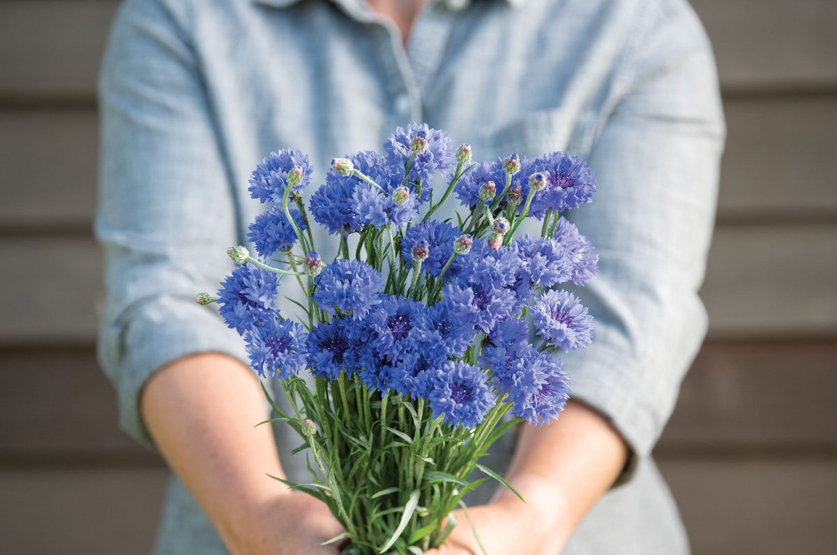 Tall Blue Boy - Organic Centaurea Seed