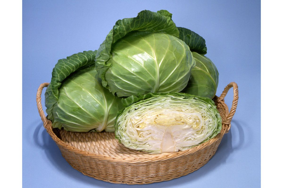 Sweet and Tender - (F1) Cabbage Seed