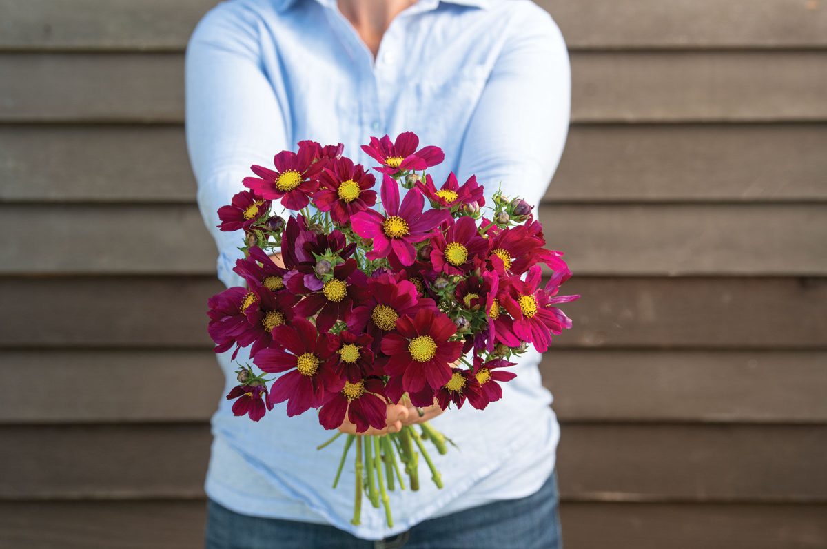 Versailles Red - Cosmos Seed