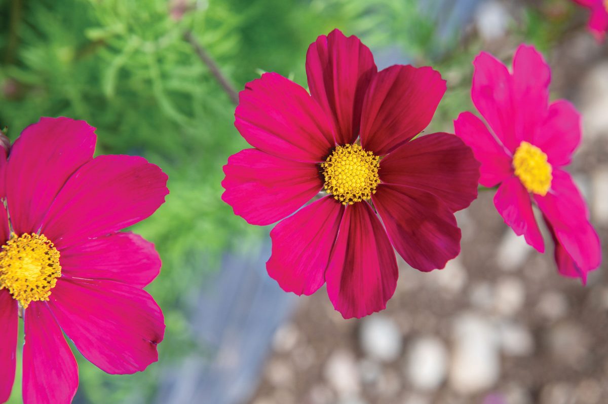 Versailles Red - Cosmos Seed - Image 2