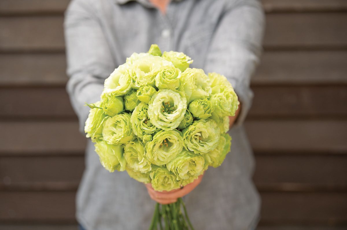 Rosanne 2 Clear Green - Pelleted (F1) Lisianthus Seed