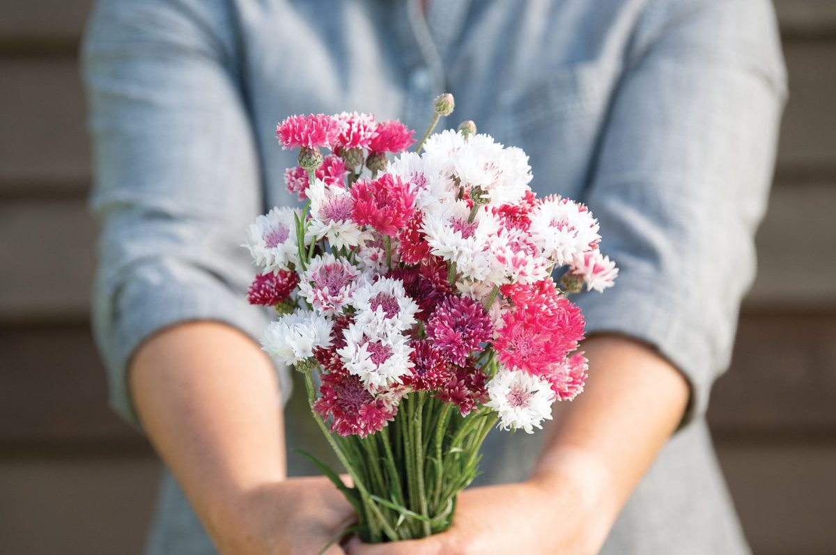 Classic Romantic - Centaurea Seed