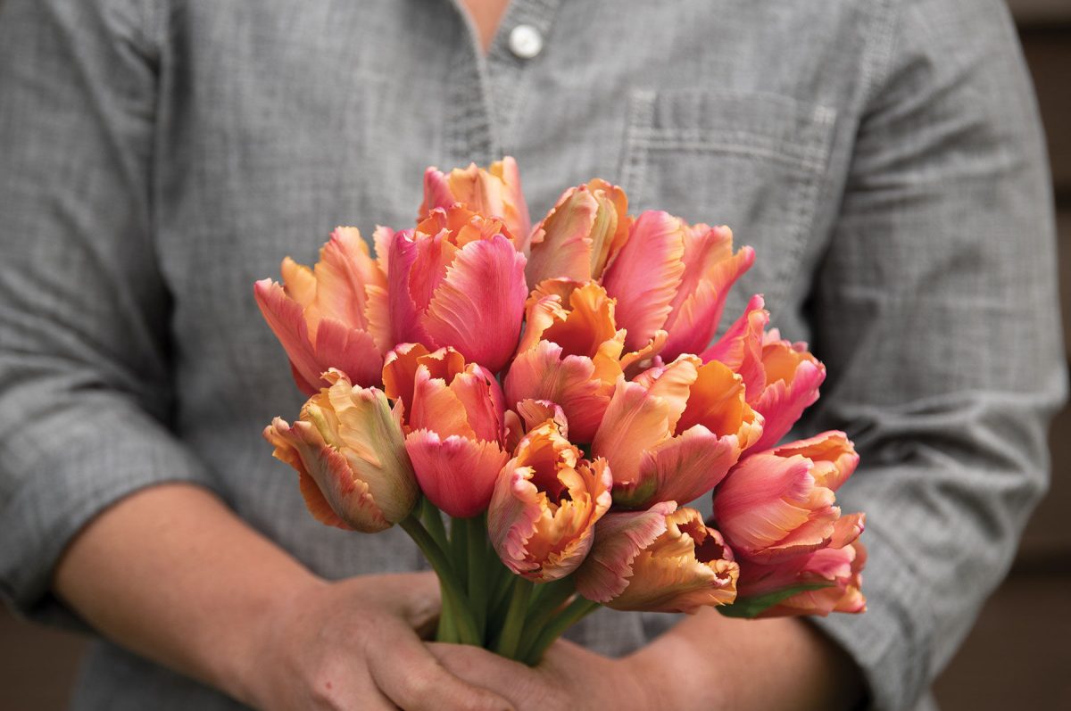 Amazing Parrot - Tulip Bulb - Image 2