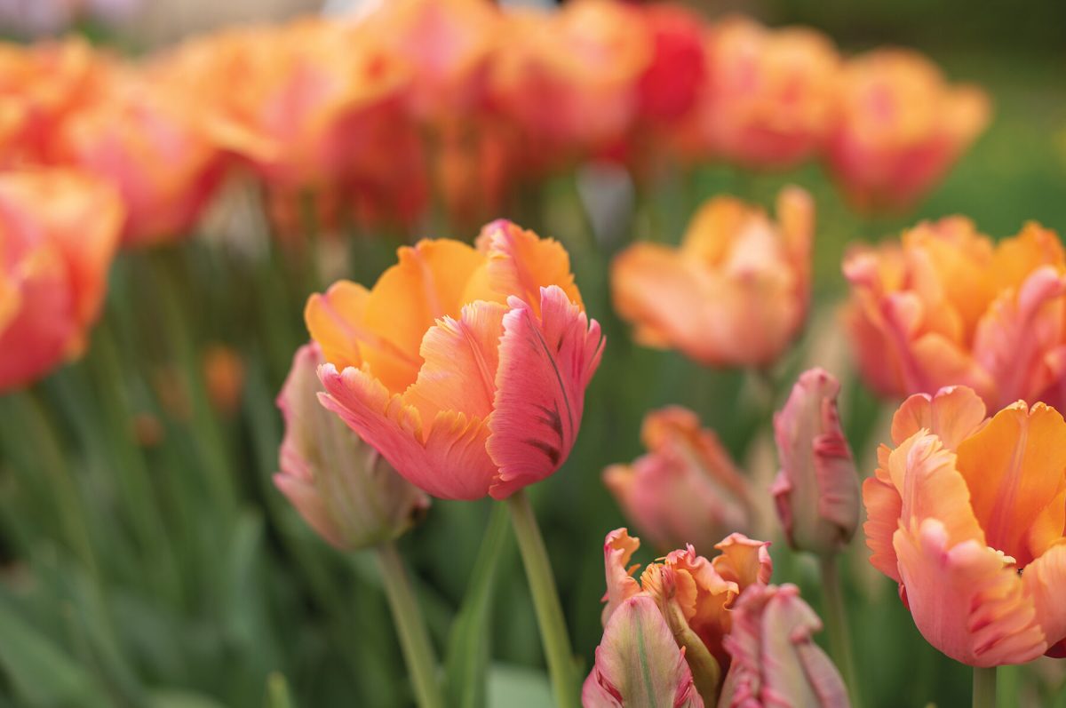 Amazing Parrot - Tulip Bulb