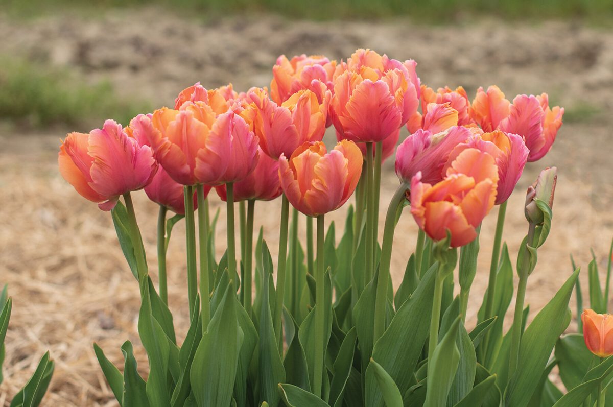 Amazing Parrot - Tulip Bulb - Image 3