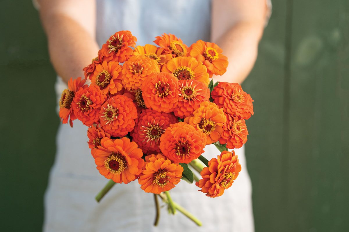 Queeny Pure Orange - Zinnia Seed