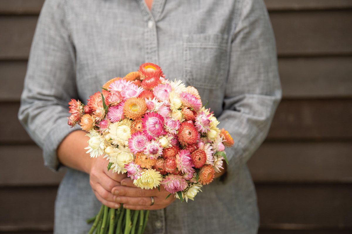 Seashells Mix - Strawflower Seed