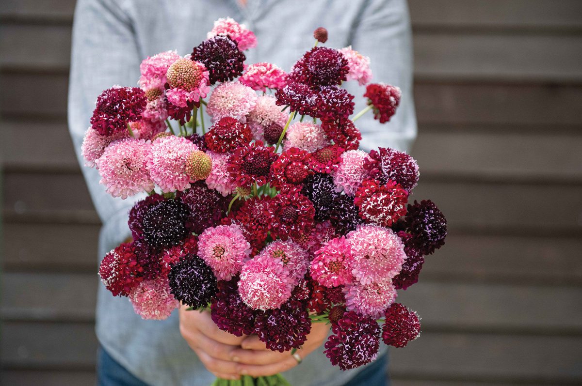 Triple Berry Mix - Scabiosa Seed