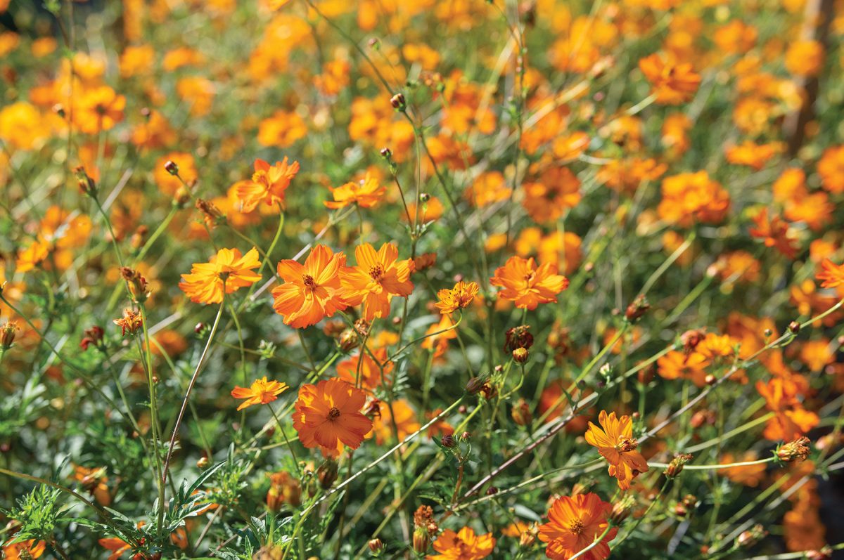 Bright Lights - Heirloom Cosmos Seed