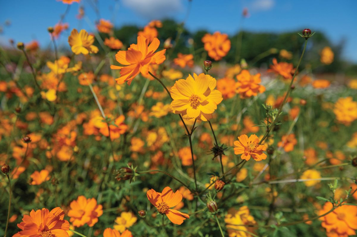 Bright Lights - Heirloom Cosmos Seed - Image 2