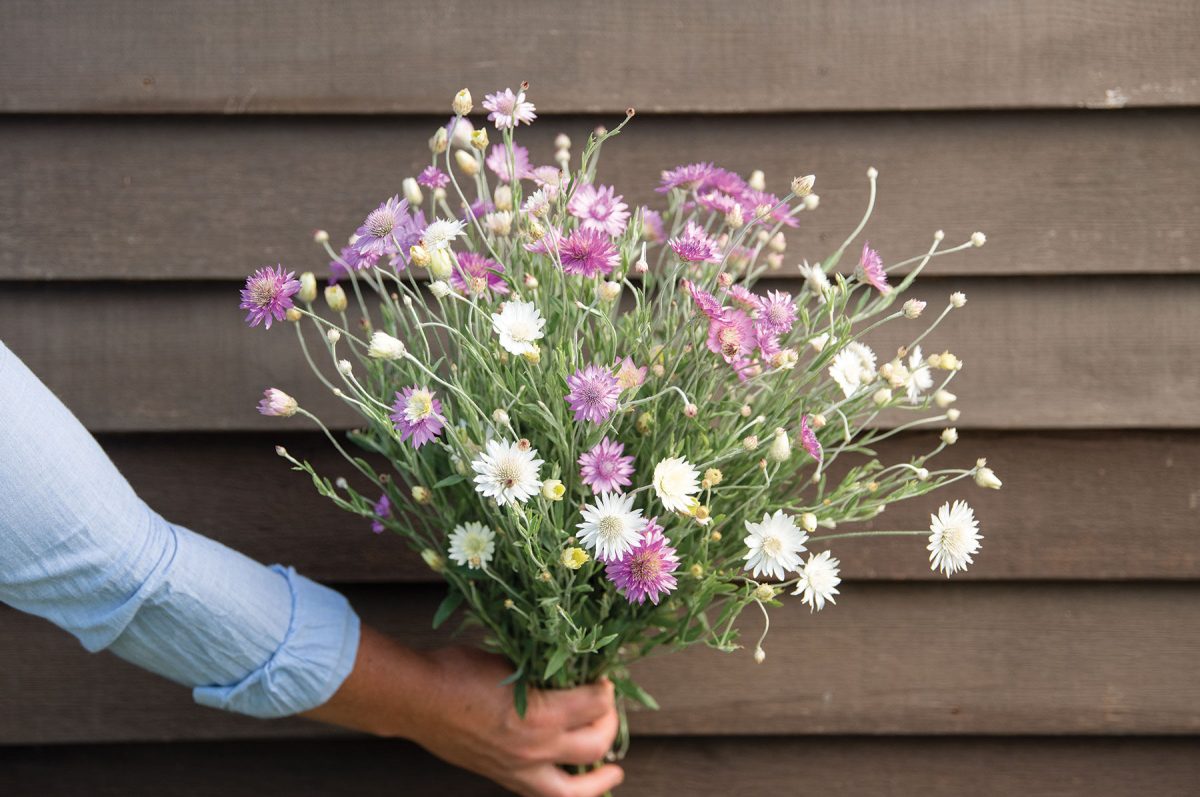 Paper Flower Double Mixture - Heirloom Xeranthemum Seed