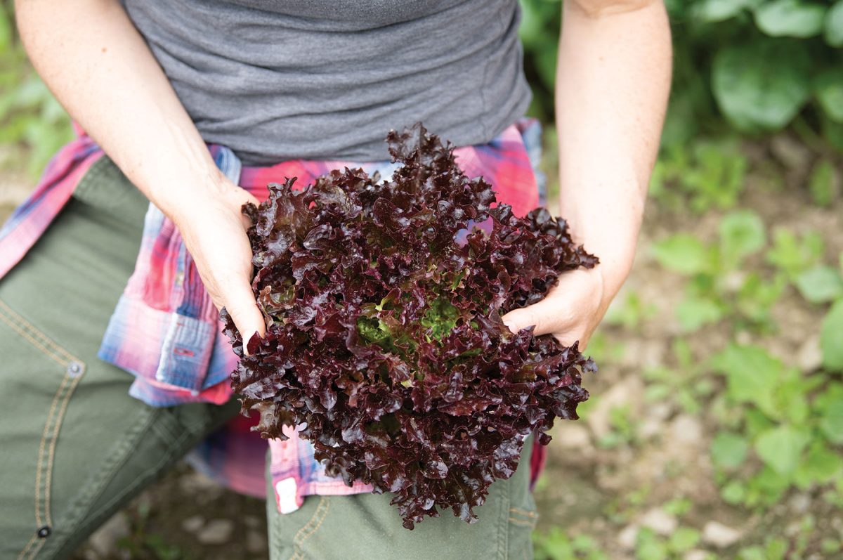 Salanova Red Tango -  Lettuce Seed