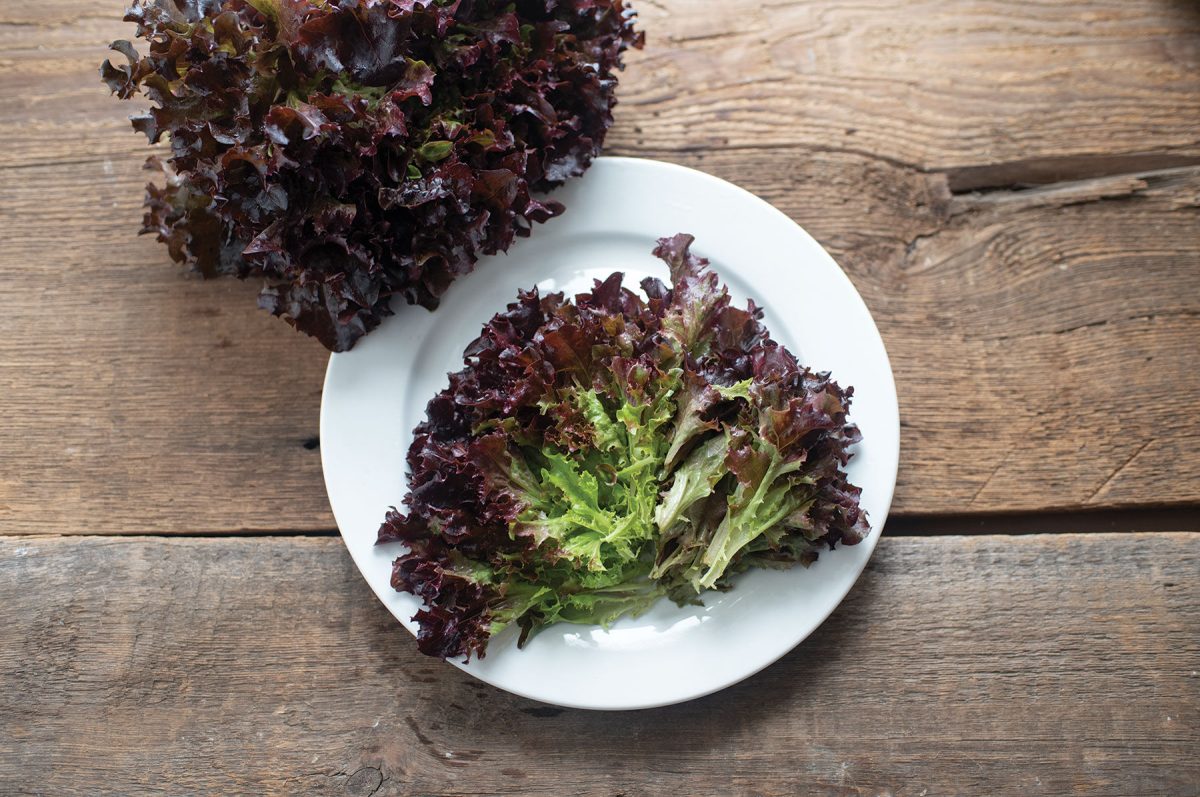 Salanova Red Tango -  Lettuce Seed - Image 2