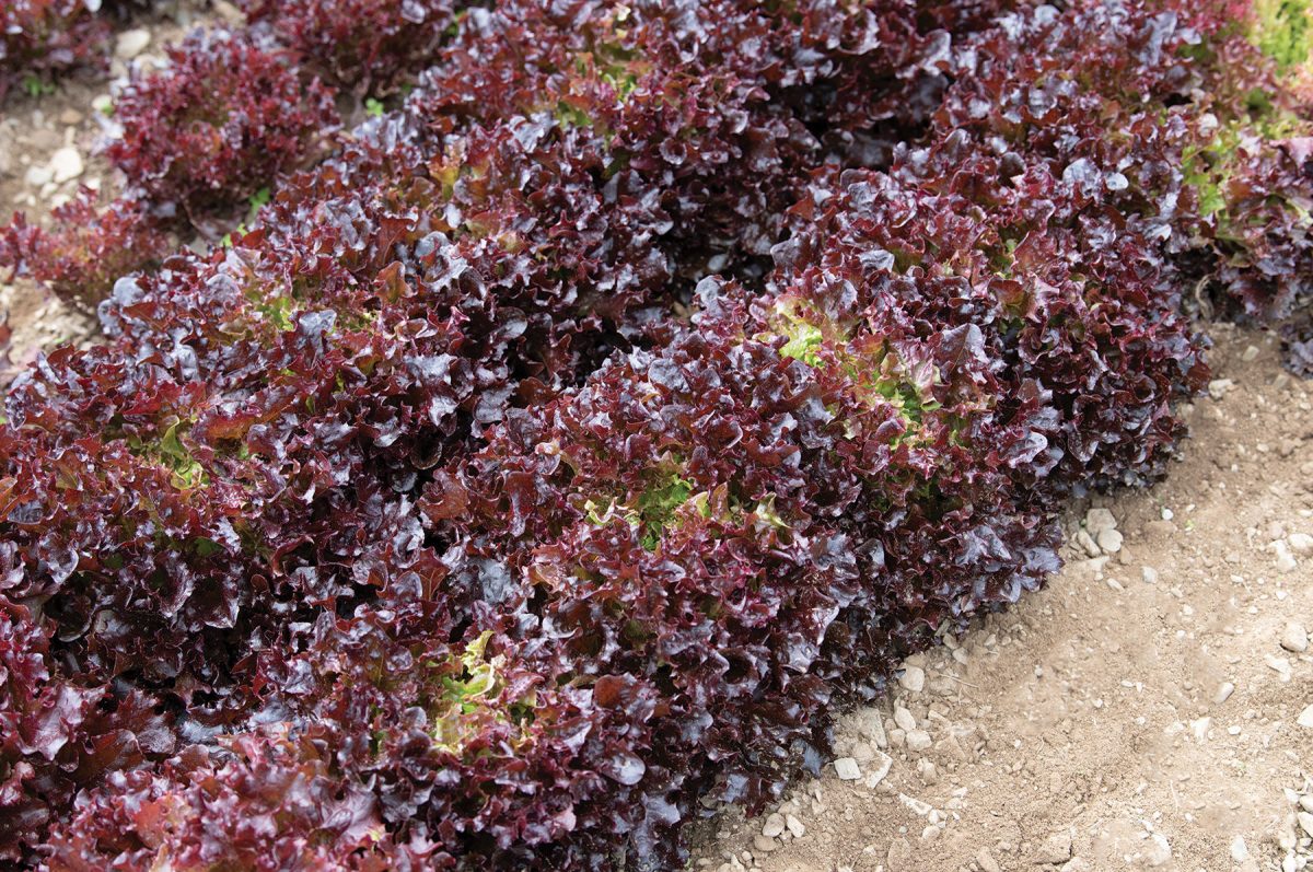 Salanova Red Tango -  Lettuce Seed - Image 3