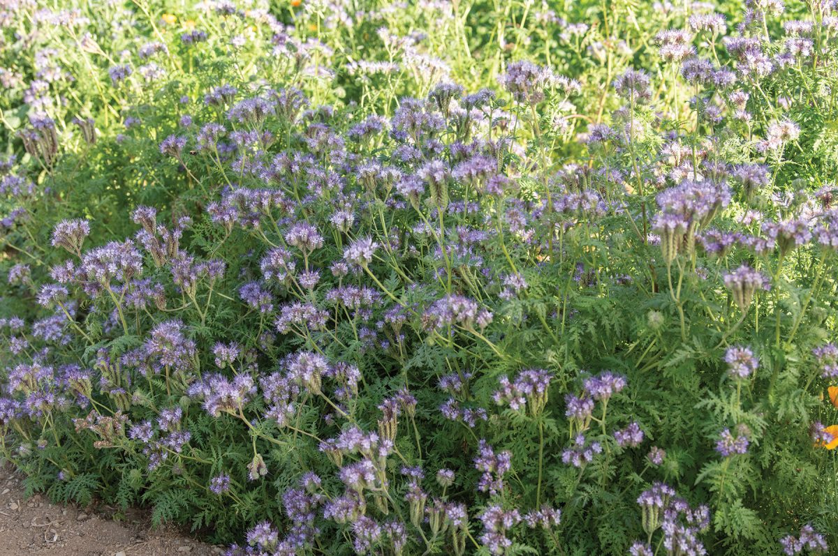 Phacelia - Flower Seed