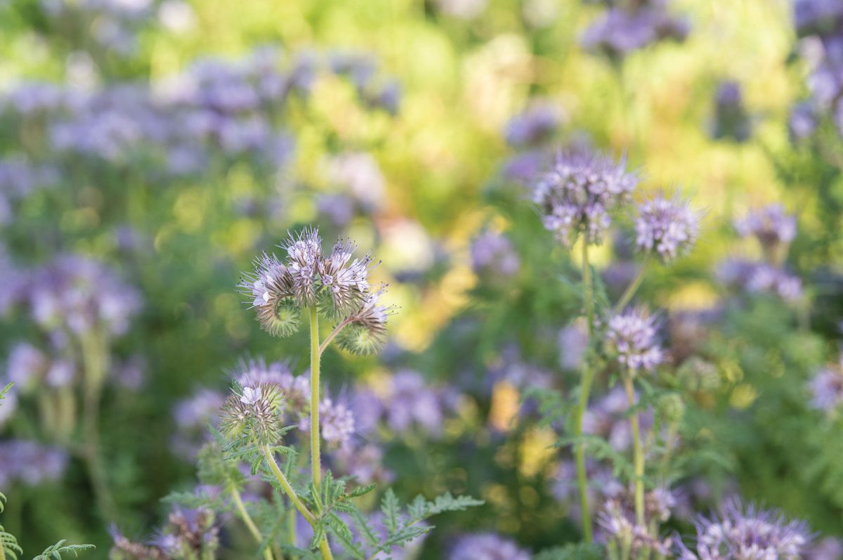 Phacelia - Flower Seed - Image 2