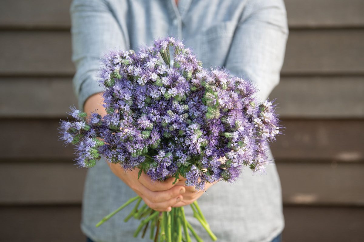 Phacelia - Flower Seed - Image 3