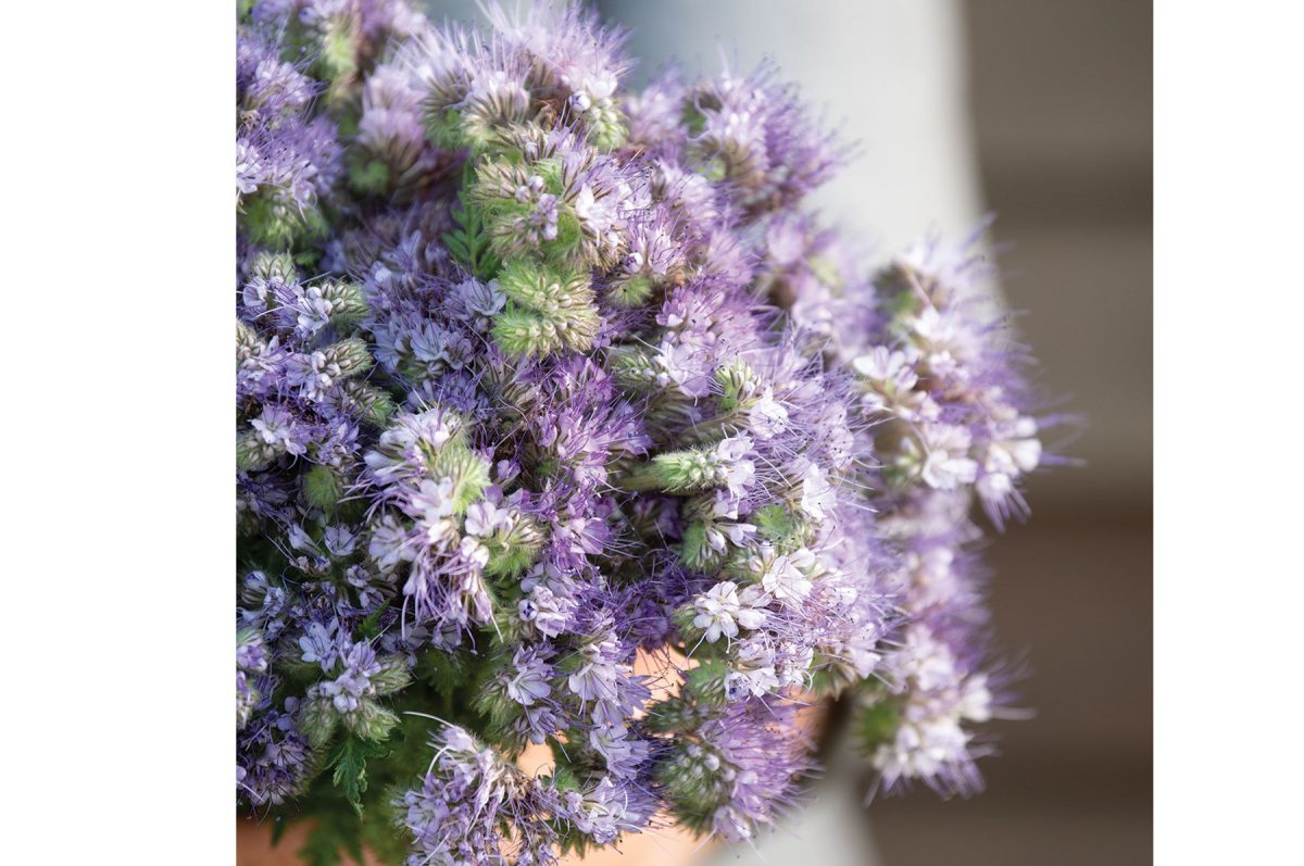 Phacelia - Flower Seed - Image 4