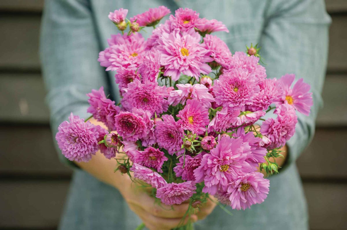 Double Click Rose Bon Bon - Cosmos Seed