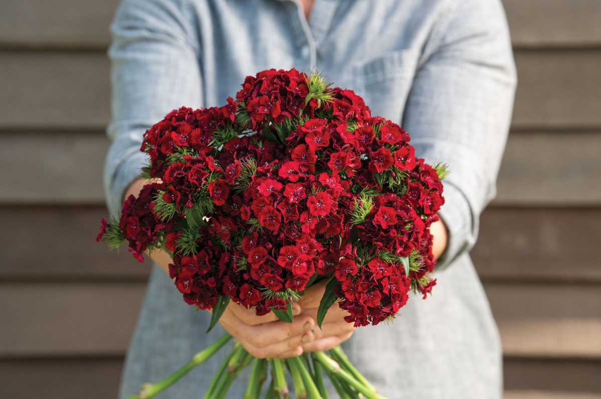 Sweet Red - Pelleted (F1) Dianthus Seed