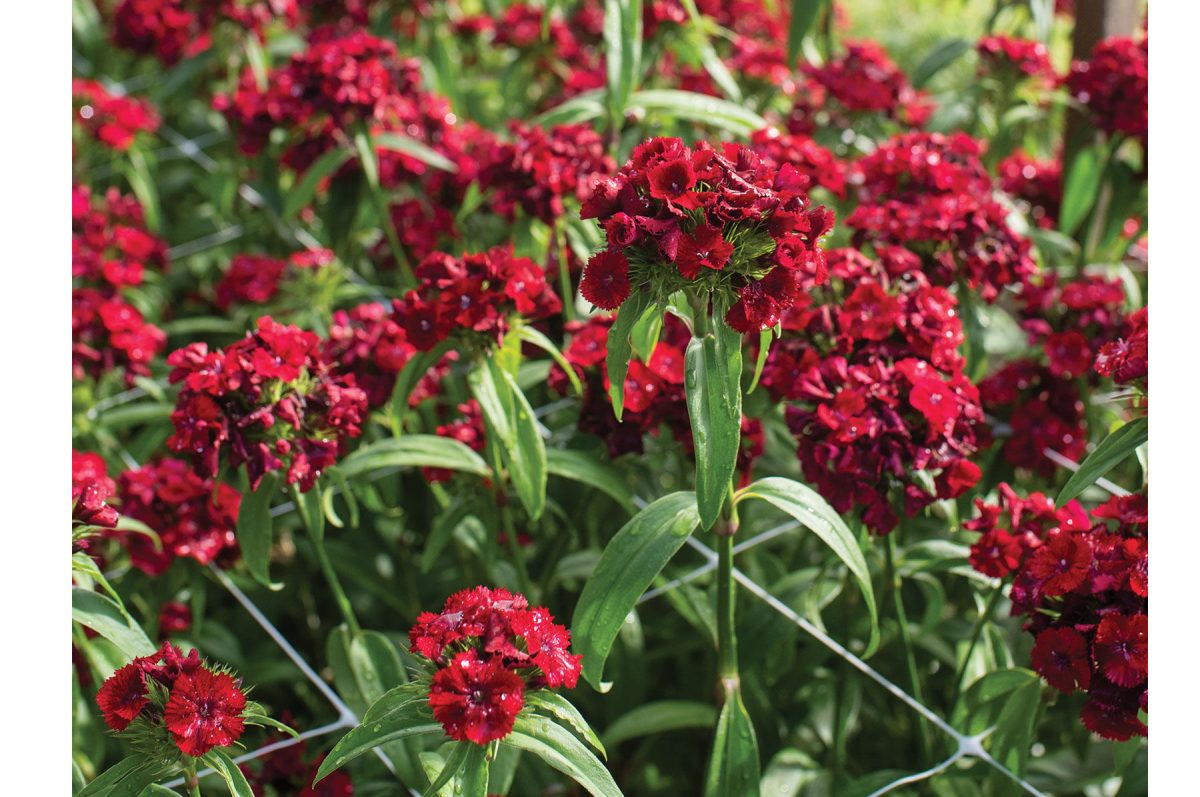 Sweet Red - Pelleted (F1) Dianthus Seed - Image 2