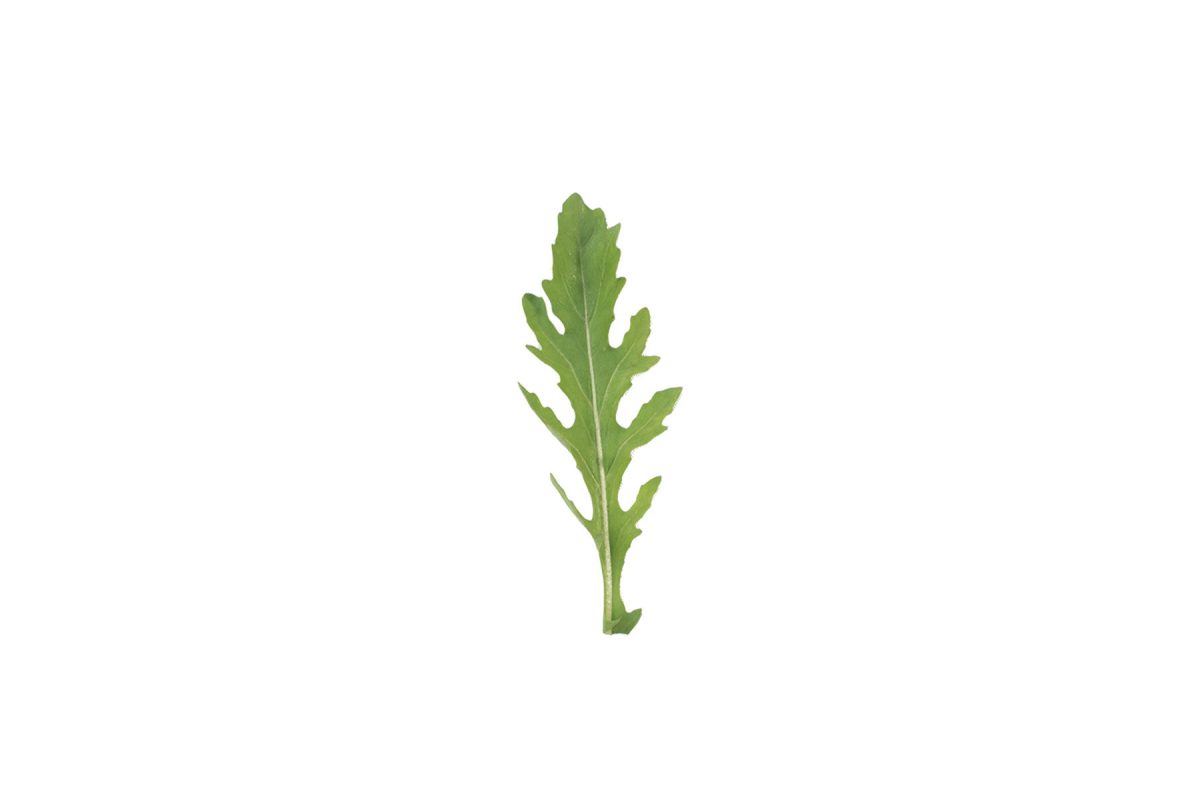 Runaway - Salad Arugula Seed - Image 2