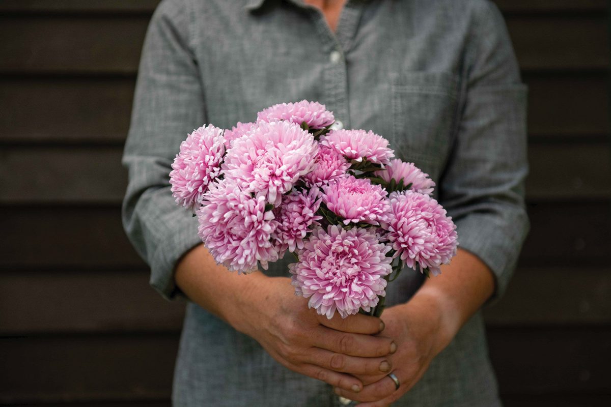 Miss Europe Resist - China Aster Seed