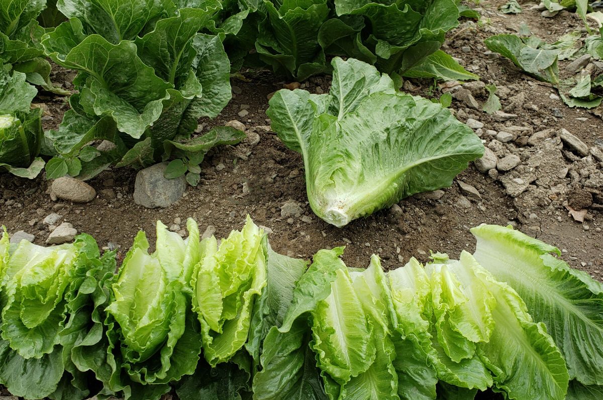 Chalupa - Organic Romaine Lettuce Seeds