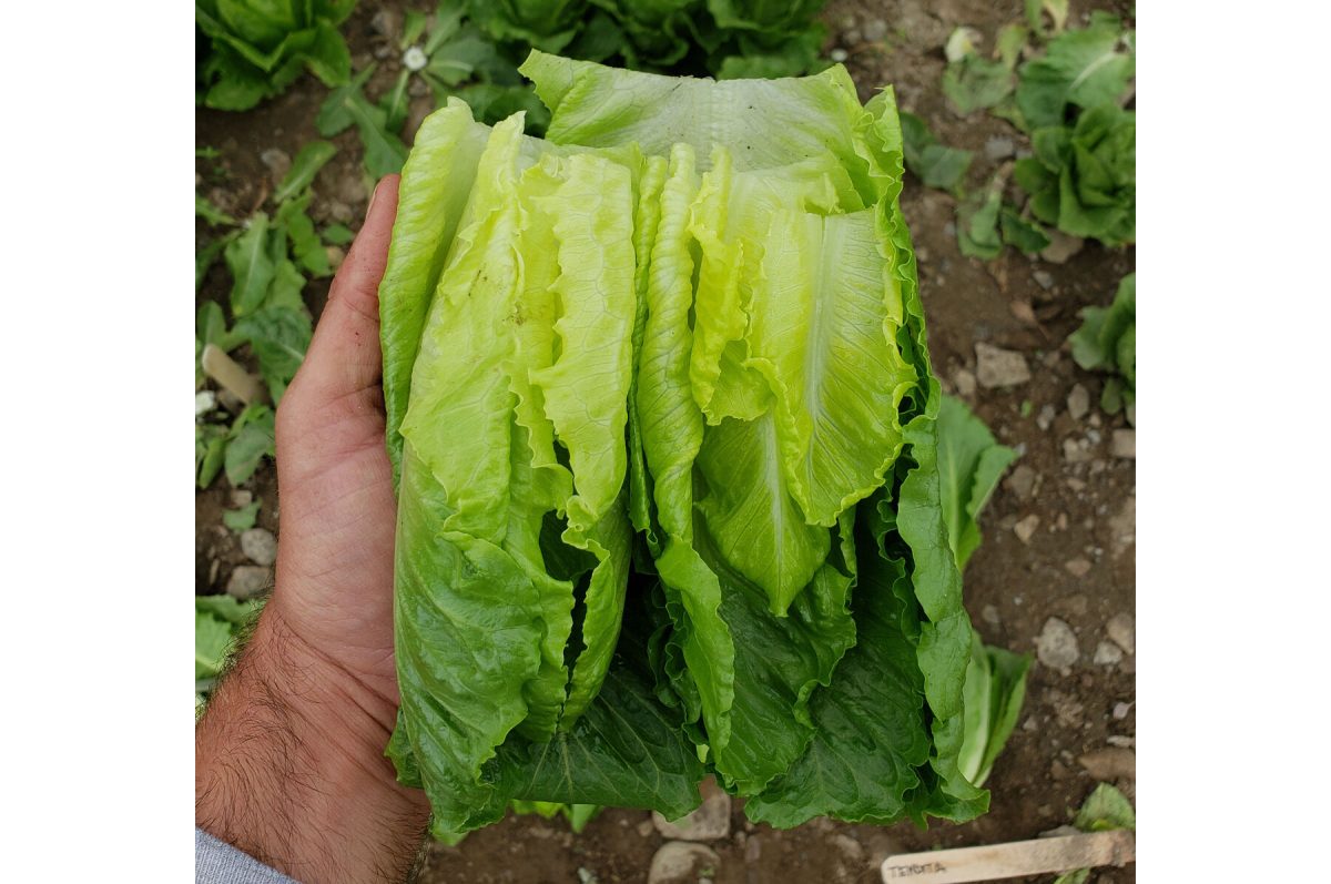 Chalupa - Organic Romaine Lettuce Seeds - Image 2