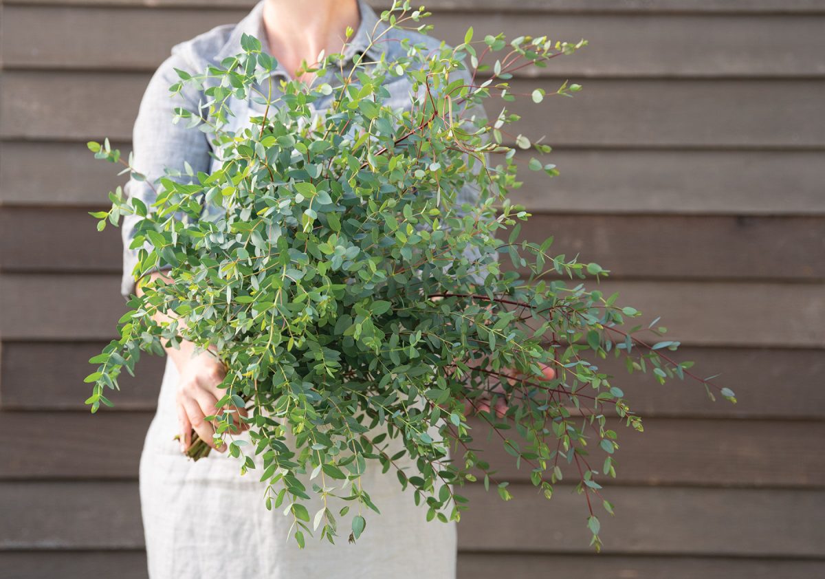 Small-Leaved Gum - Eucalyptus Seed