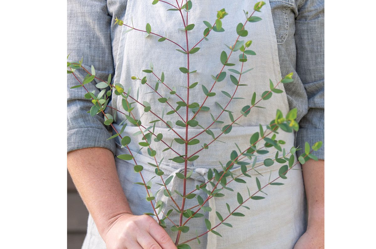 Small-Leaved Gum - Eucalyptus Seed - Image 3