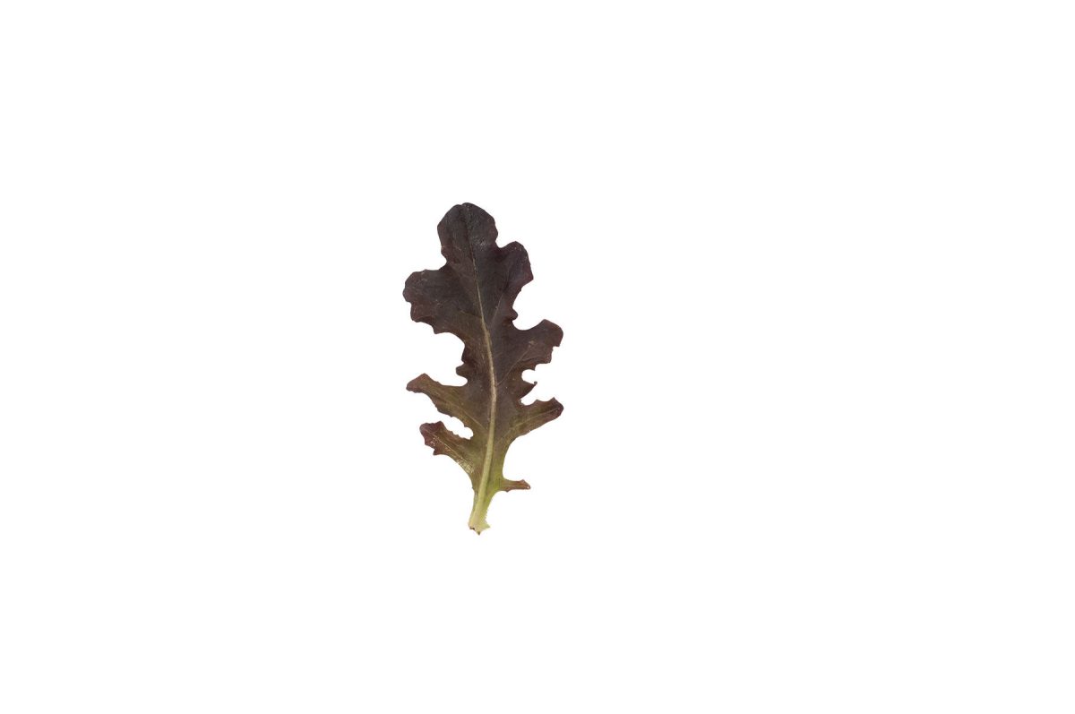 Red Tip - Lettuce Seed