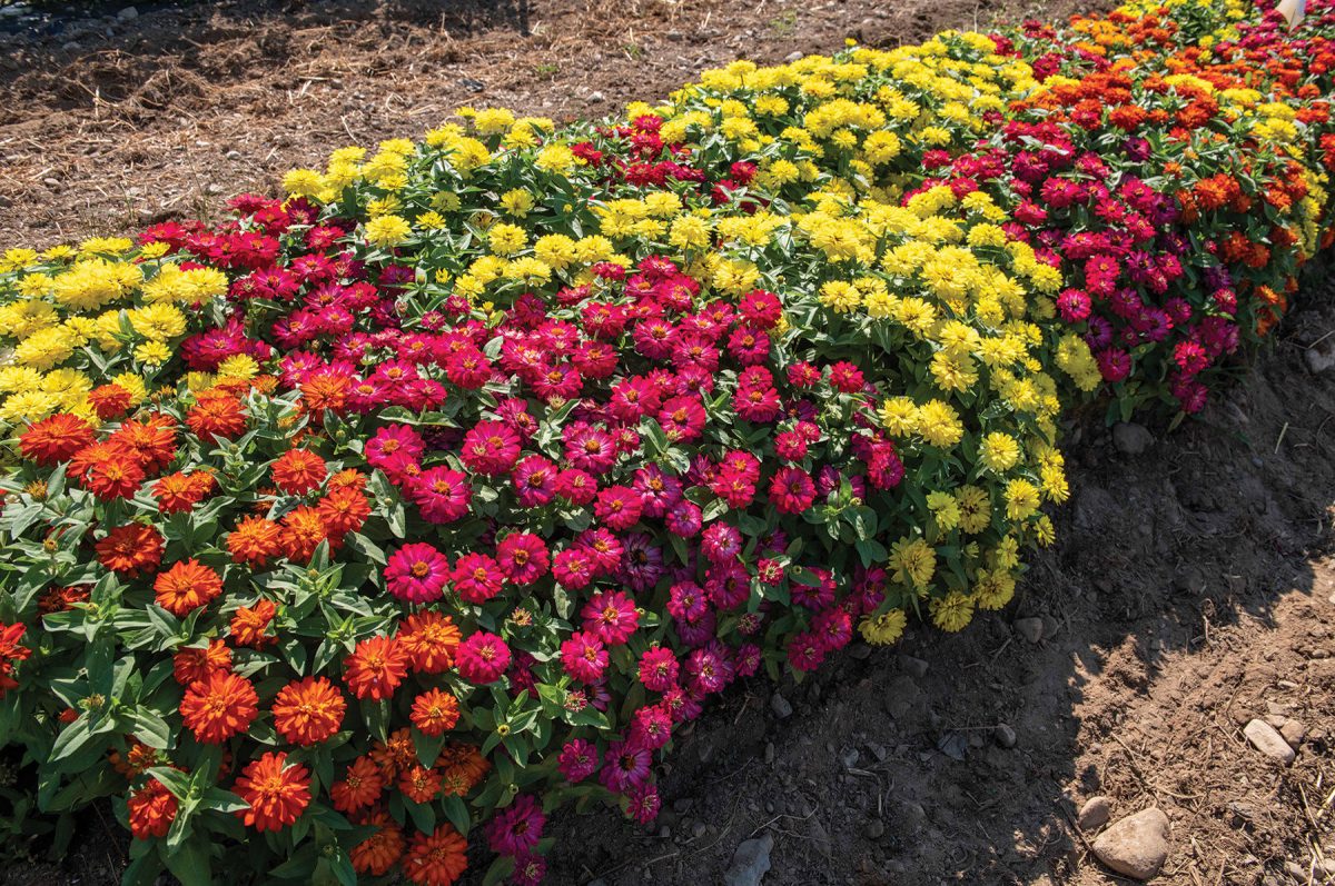 Double Zahara Brilliant Mixture - Dwarf Zinnia Seeds