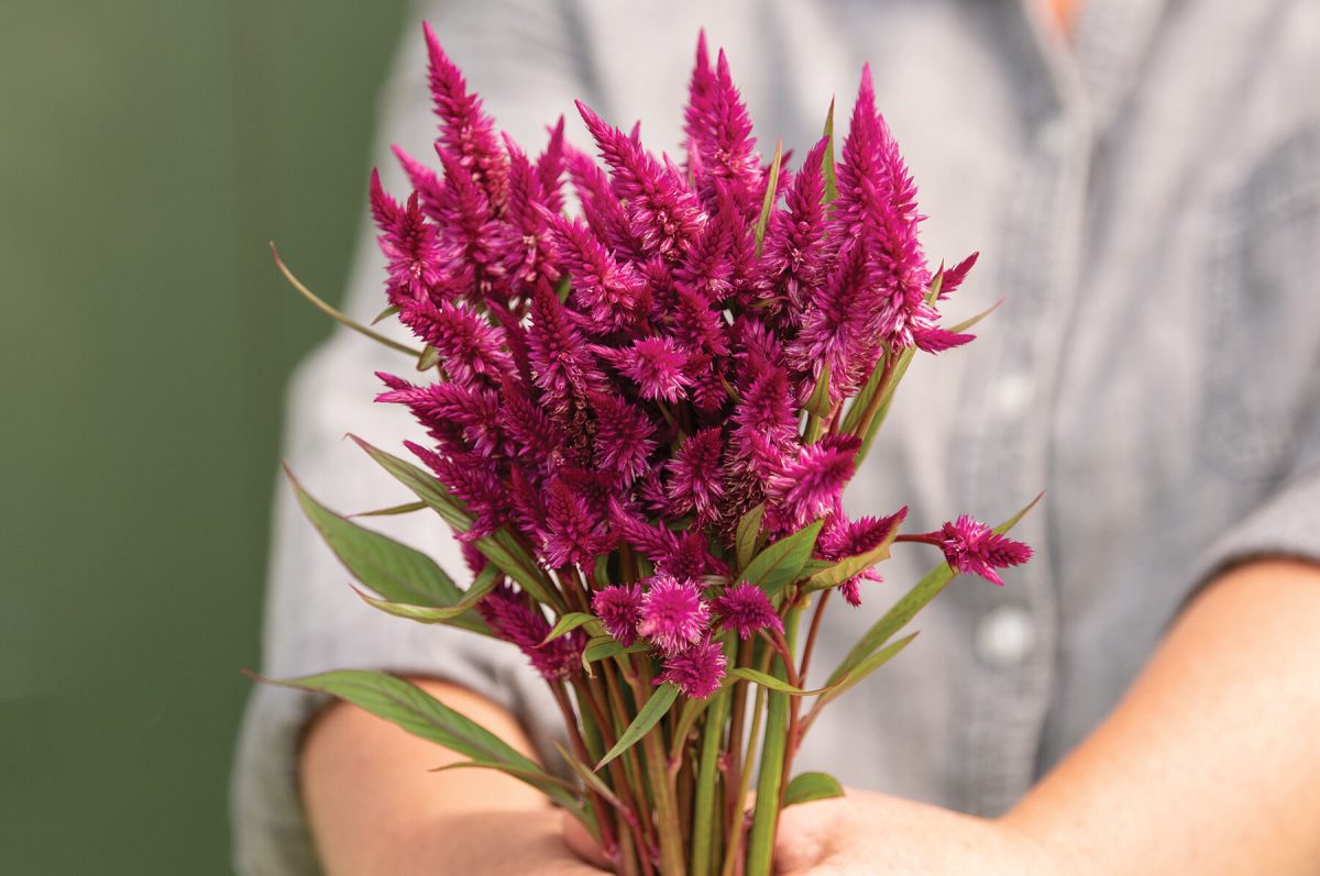 Celway Purple - Celosia Seed