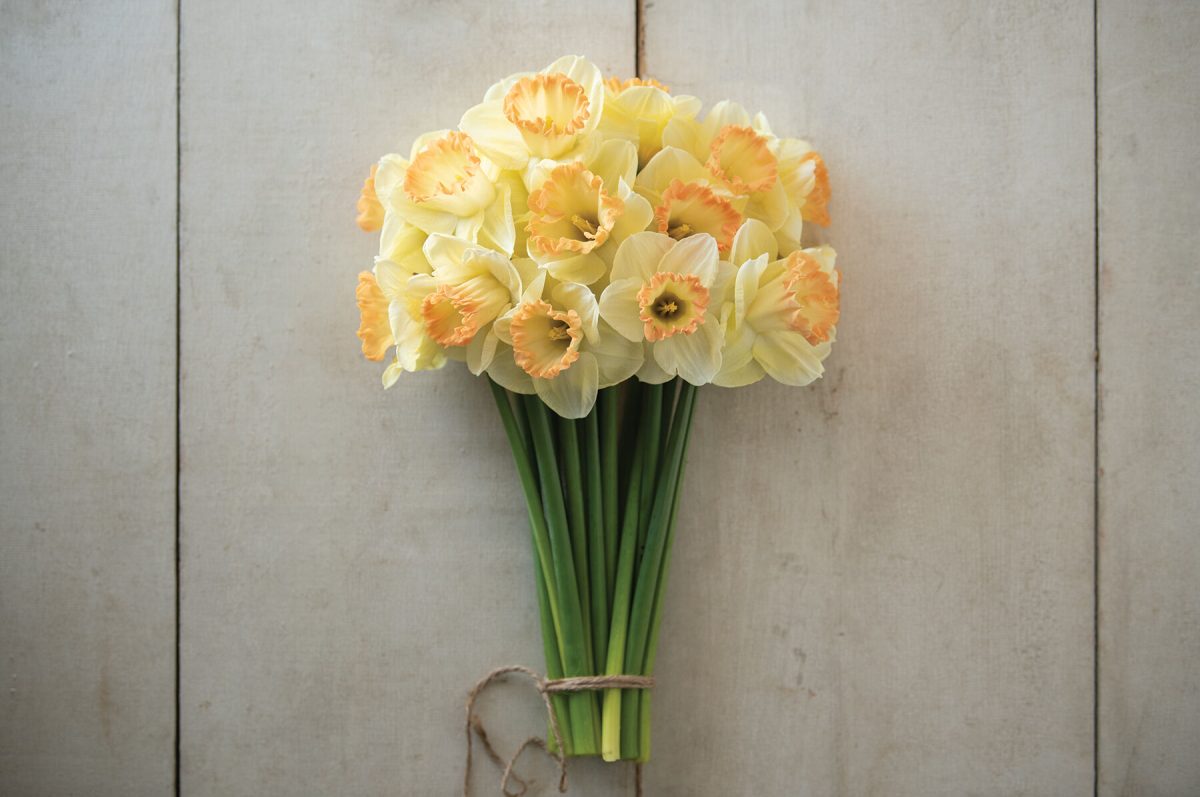 Martha Stewart - Narcissus Bulb