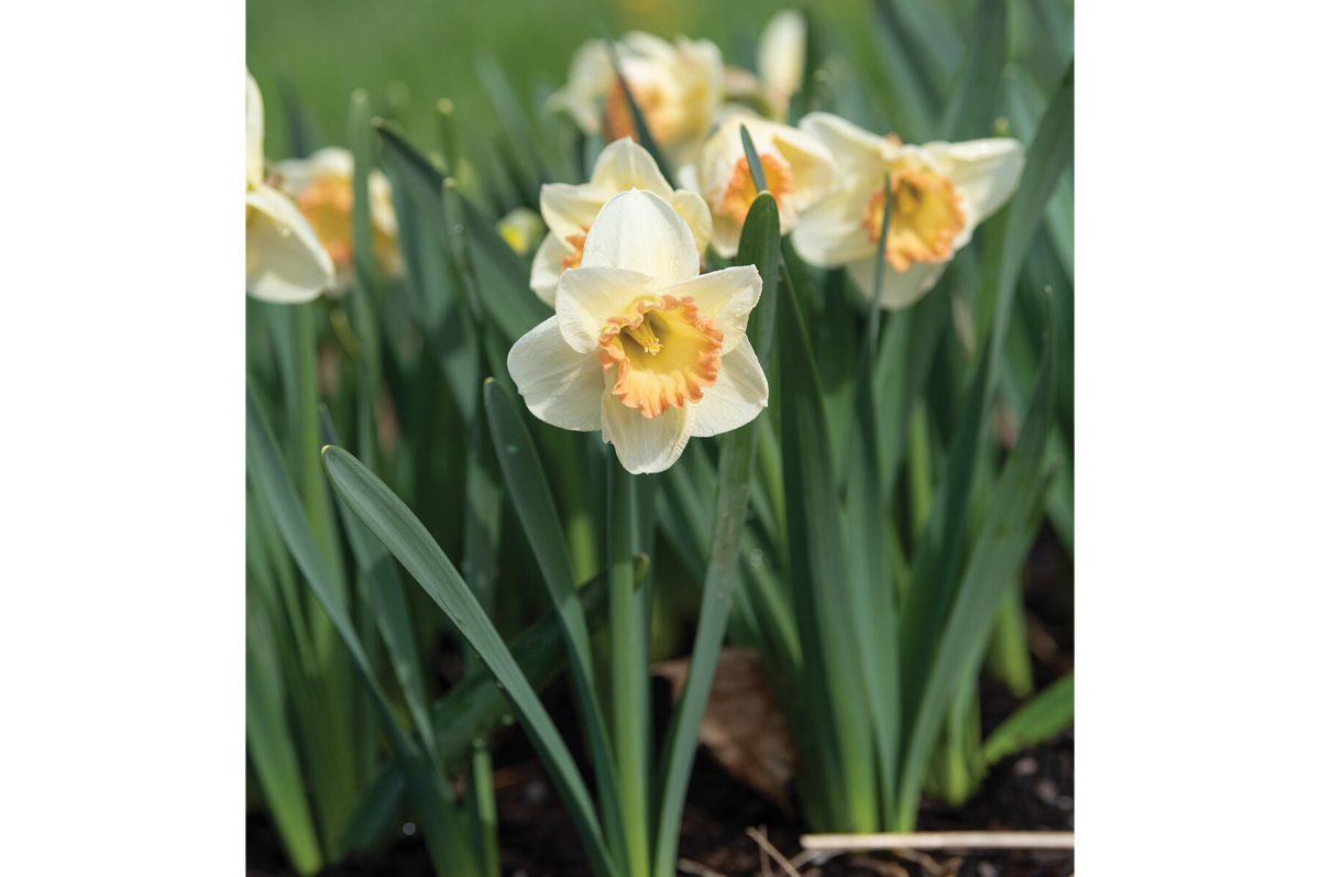 Martha Stewart - Narcissus Bulb - Image 2