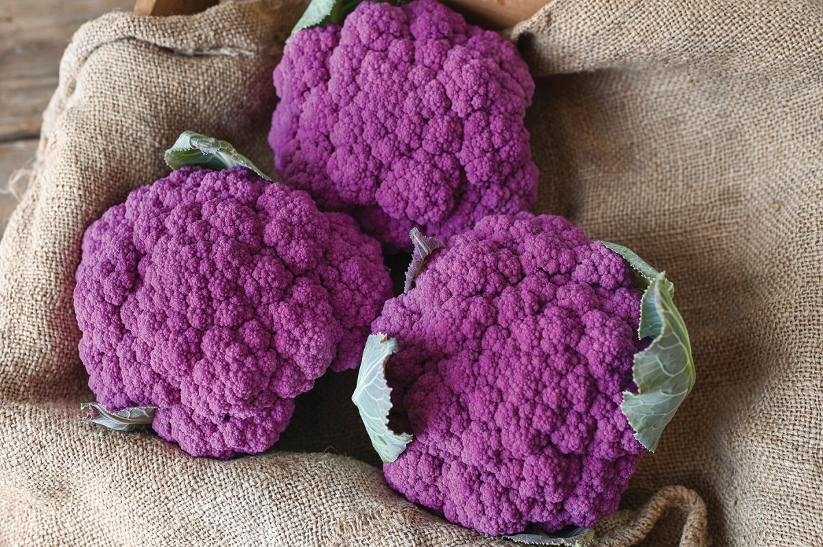 Purple Moon - (F1) Cauliflower Seed - Image 2