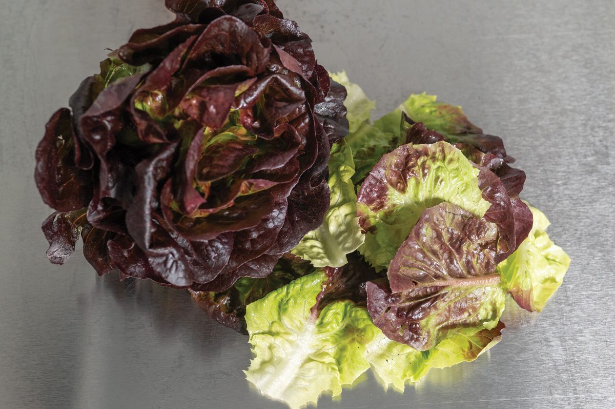 Salanova Red Gem - Pelleted Lettuce Seed